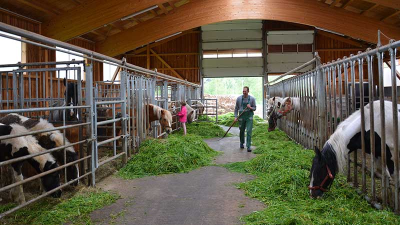 Fütterungszeit, Stutenmilchkur